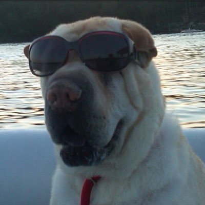 Profile Picture of Jim (@jim_1aiello1) on Twitter