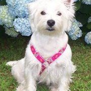 Profile Picture of Lily Holt (@lilythewestie) on Pinterest