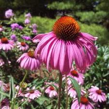 Profile Picture of Amanda Gerlach (@amandarom1) on Twitter