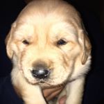 Igor Soto - Instagram Profile Picture of Igor Soto (@igor_goldenretriever) on Instagram