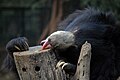 Profile Picture of Agra Bear Rescue Facilityon Wikipedia