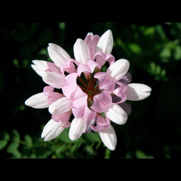 Profile Picture of Debbie Saurborn (@debbiesaubs) on Poshmark