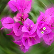 Profile Picture of Brianne Murphy (@Briannegirl) on Youtube