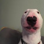 Profile Picture of Trentan Piepgrass (@trentanpiepgrass_1) on Instagram