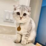Profile Picture of Aria (@scottish_aria) on Instagram