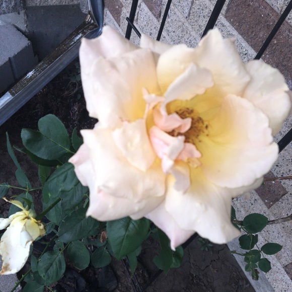 Profile Picture of Stephanie Wahrman (@stephanie161820) on Poshmark