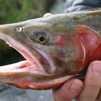 Profile Picture of David D'Beaupre (@STMFlyFishing) on Twitter