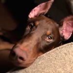 Profile Picture of Angus The Rockin’ Dobie (@angustherockindobie) on Instagram