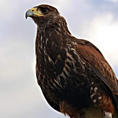 Profile Picture of Victor Hugo Cubas G (@victhorchepen) on Twitter