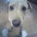Profile Picture of Robin Days (@rdays) on Pinterest