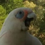 Profile Picture of Lawrence Brodie (@onelawrenceofmany) on Instagram