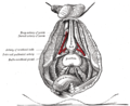 Profile Picture of Deep artery of the penison Wikipedia