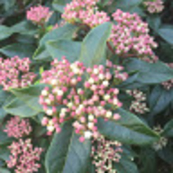 Profile Picture of Christie Roussos (@c_roussos) on Poshmark