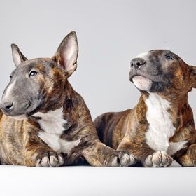 Profile Picture of Arielle Hodgson (@ameyer1905) on Pinterest