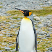 Profile Picture of Nicholas Ribeiro (@nicholasribeiro9098) on Youtube