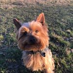 Profile Picture of George Knight (@george_the_yorkiedog) on Instagram