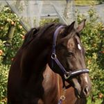 Profile Picture of Martina Noller (@nollermartina) on Instagram