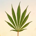 Profile Picture of Jordan embree (@originhemp) on Instagram