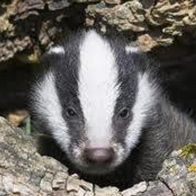 Profile Picture of Jason The Badger (@jasonthebadger) on Twitter