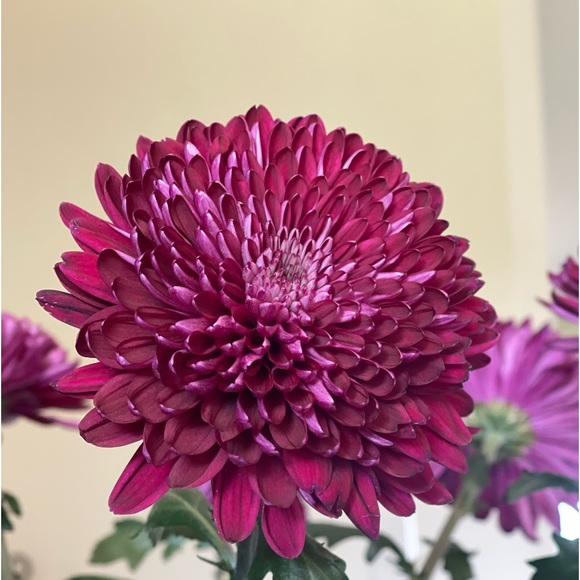 Profile Picture of Rosa Borisov (@rosaborisova) on Poshmark