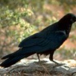 Profile Picture of Steven Boyd (@corvidae78) on Instagram