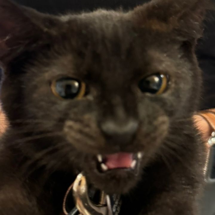 Profile Picture of ava (@ava.cheng) on Tiktok