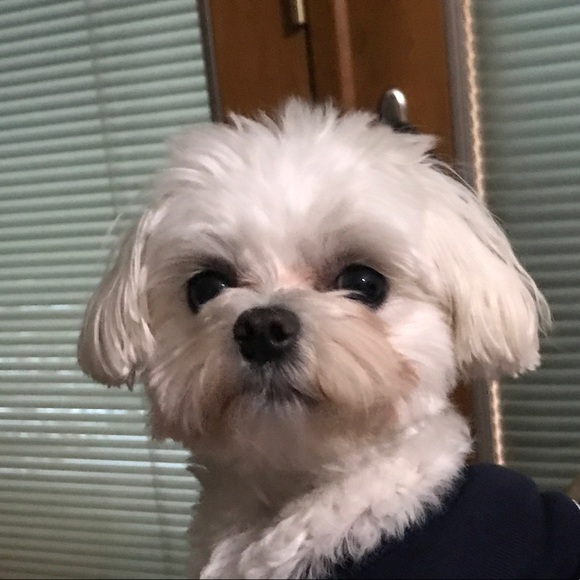 Profile Picture of John Piersol (@drjpiersol) on Poshmark