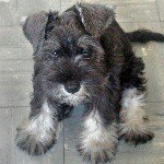 Profile Picture of lucas (@lucas_frances_) on Instagram