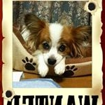 Profile Picture of 1 follower (@xiaosongyangzi3) on Instagram