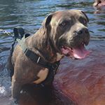 Profile Picture of skye grimes :) (@pitbull.named.skye) on Instagram