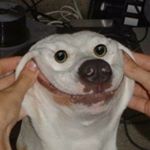 Profile Picture of Danny (@memeofthedreams) on Instagram