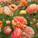 Profile Picture of Carol Eichers (@ceichers7473) on Instagram