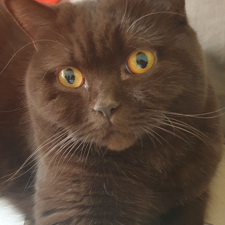 Profile Picture of Kim Schumann (@@kim9802) on Tiktok