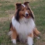 Profile Picture of George Gillespie (@gigithesheltie) on Instagram