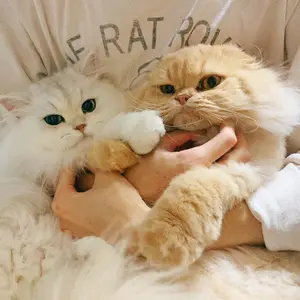 Profile Picture of yomona (@yomogi_monaka) on Tiktok