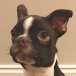 Profile Picture of Miles Joseph | Boston Terrier (@miles_the_boston) on Instagram