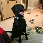 Profile Picture of Diane Riggs (@diriggs1) on Instagram