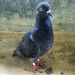 Profile Picture of daraku (@longtime_jr) on Instagram