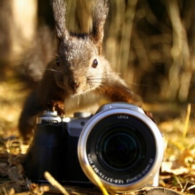 Profile Picture of Susan Cramer Stein (@elkielady) on Twitter