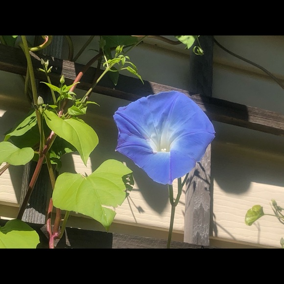 Profile Picture of Myriam Letourneau (@granmasdaisy) on Poshmark