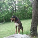 Profile Picture of John Paul Hankins (@backwoodsdogs) on Instagram