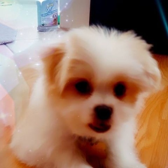 Profile Picture of Tu Lam (@tu_lam) on Poshmark