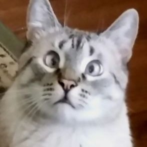 Profile Picture of G.Kipping (@gkipping) on Twitter