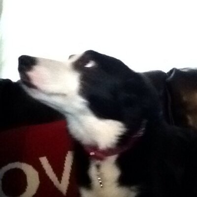 Profile Picture of Andrew Adamson (@andrewadamson8) on Twitter