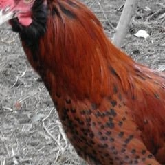 Profile Picture of Alexander Ahlers (@Fraubruessler) on Twitter