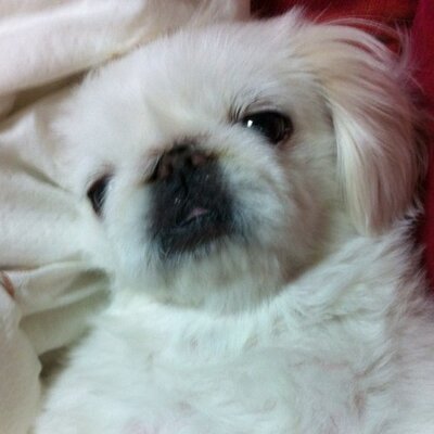 Profile Picture of Bitna Kim (@Shiningharu) on Twitter