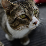Profile Picture of kevin.thompson (@kevin.thompson) on Flickr