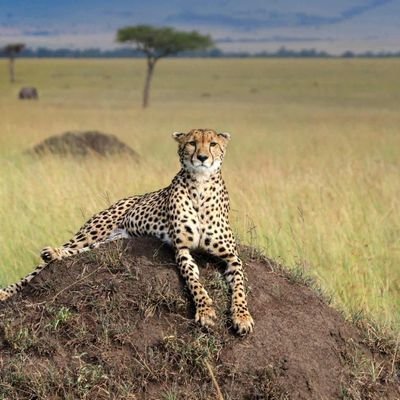 Profile Picture of Sir Steve Haro™ (@SteveHaro3) on Twitter