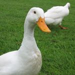 Profile Picture of Peter Jaques (@jakestone65) on Instagram