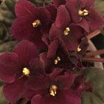 Profile Picture of Suzanne Irving (@suzannelirving) on Instagram